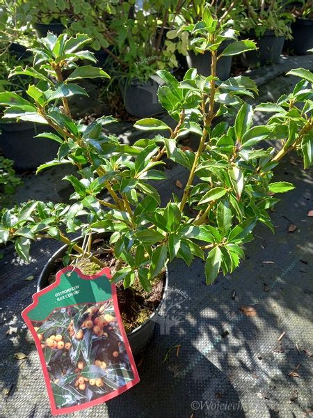 Ostrokrzew Cousin odmiana żeńska zdjęcie 3