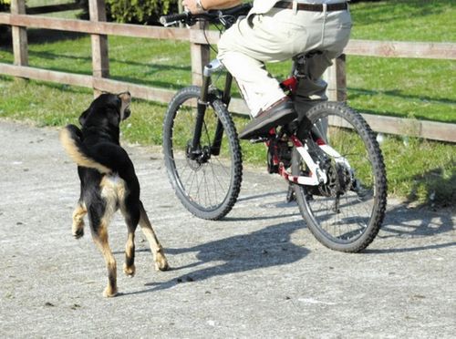 Pet Corrector 50ml na Arena.pl