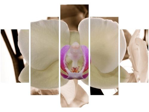 105CM 150CM OBRAZ 5 ELEM BIAŁY STORCZYK DRUK na Arena.pl