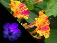 Dziwaczek Nasiona Kolorowe Kwiaty Świecący W Nocy Fluorescencyjny Rabaty 2G