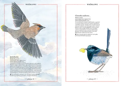 Ilustrowany inwentarz ptaków na Arena.pl