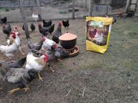 Pasza dla kur niosek GRANULOWANA Piast Pasza dla niosek pełnoporcjowa 25 kg