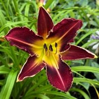 Liliowiec 'Royal Thornbird' Czerwony Żółty (Hemerocallis) Doniczka 2.0L