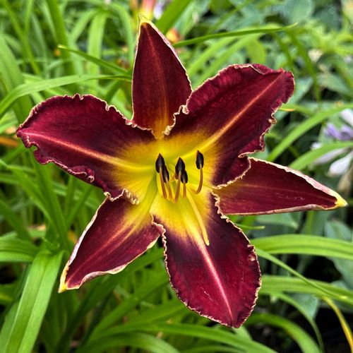 Liliowiec 'Royal Thornbird' Czerwony Żółty (Hemerocallis) Doniczka 2.0L na Arena.pl