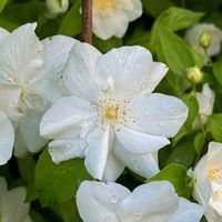 Jaśminowiec wonny 'Polar Star' Ogromne Kwiaty (Philadelphus coronarius) 2L