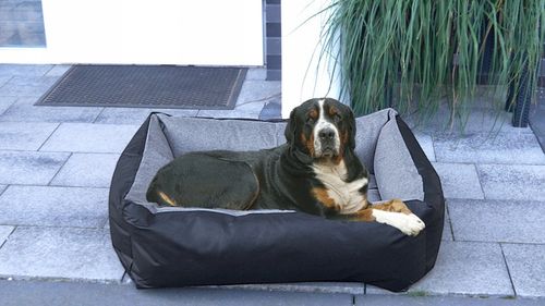 Legowisko dla psa łóżko 120x90 posłanie kojec kanapa solidne wodoodporne na Arena.pl