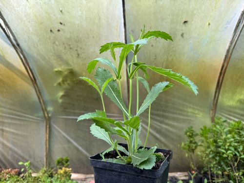 Werbena żyłkowana 'Dazzling Night' Motyli Krzew (Verbena rigida)  2.0L na Arena.pl