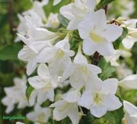 Krzewuszka cudowna 'Candida' (Weigela) w  doniczkach P9, 20-30cm