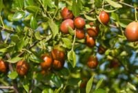 JUJUBA POSPOLITA Głożyna Ziziphus jujuba NASIONA 10 sztuk - 10g.