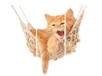 OBRAZ KOTEK JEGO HAMAK