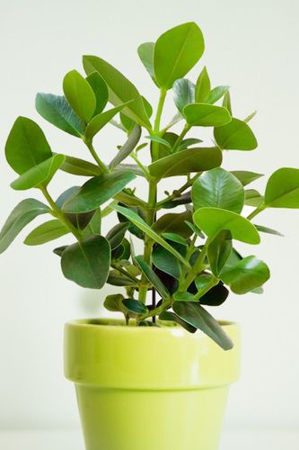 KLUZJA (CLUSIA)  30 cm na Arena.pl