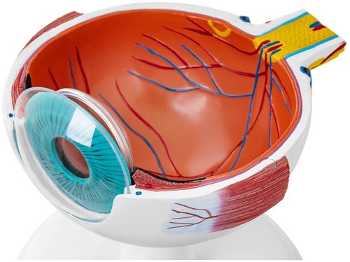 Oko - model anatomiczny Physa PHY-EB-1 na Arena.pl