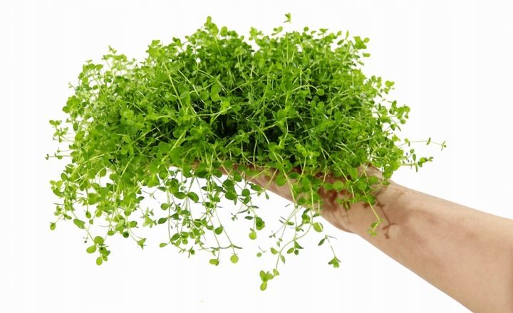 Micranthemum Monte Carlo Dywan 16x11 zdjęcie 3