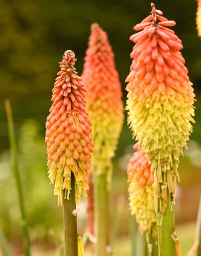 Trytoma groniasta 'Flamenco' Afrykańska Płonąca Pochodnia Kniphofia uvaria na Arena.pl