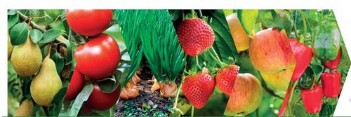 Nordox 75WG MIEDZ 1kg ŚRODEK GRZYBOBÓJCZY choroby grzybowe PARCH MĄCZNIAK na Arena.pl