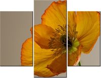 70 90CM OBRAZ 3 ELEM KWIAT MAKU GEMMA STILES ŚCIENNY PŁÓTNO