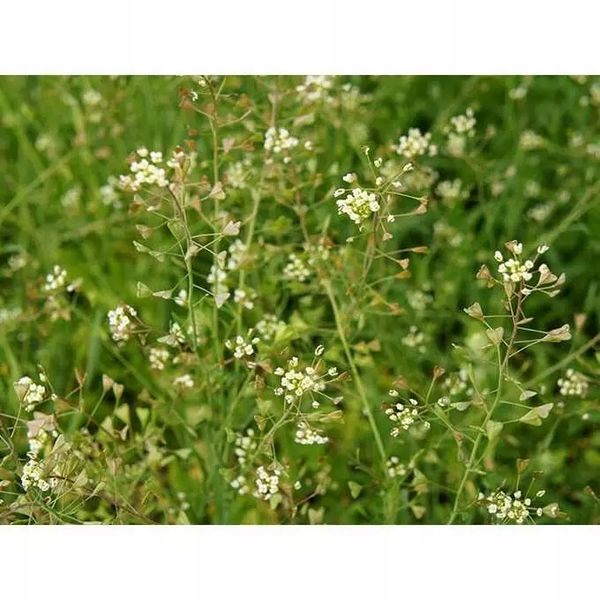 Roundup 360 SL Plus 5l glifosat, herbicyd, perz zdjęcie 9
