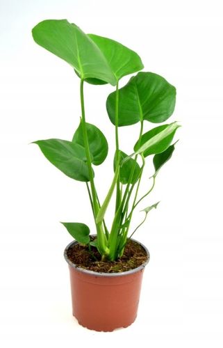 Monstera Deliciosa, Piękna , DUŻA ~ 50 cm na Arena.pl
