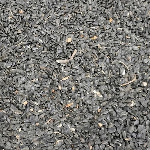 5kg Słonecznik czarny nie łuskany ziarno na zimę karmnik dla ptaków na Arena.pl