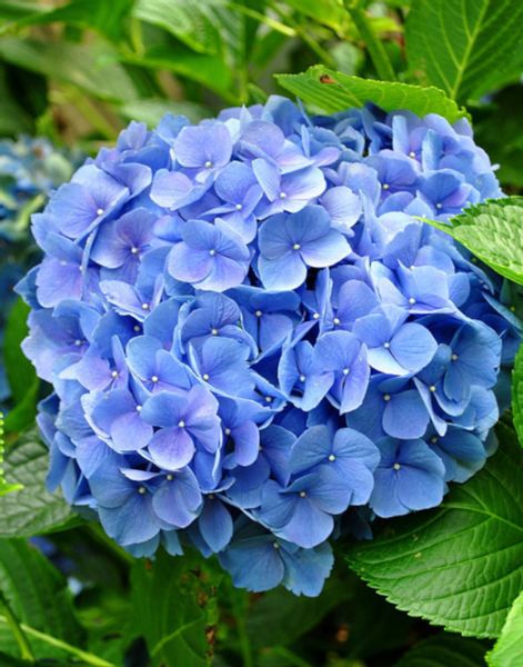 HORTENSJA NIKKO BLUE - sadzonki w doniczkach zdjęcie 1