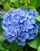 HORTENSJA NIKKO BLUE - sadzonki w doniczkach