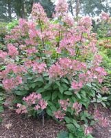 HORTENSJA EARLY SENSATION - sadzonki w doniczkach