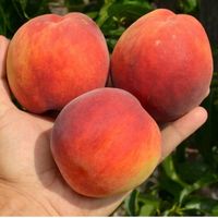 Brzoskwinia INKA odmiana polska - DUŻE OWOCE 180g