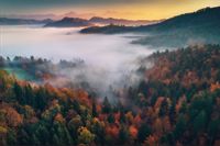 Fototapeta Las we Mgle JESIEŃ Pejzaż do Salonu 400x280