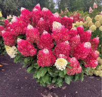NAJDŁUŻEJ KWITNĄCA Hortensja bukietowa Living Red Velvet KWITNIE 100 DNI