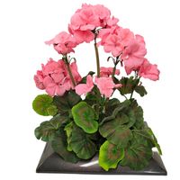 Kompozycja z pelargonii 25001242 dekoracja