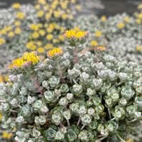 Rozchodnik łopatkowy 'Cape Blanco' (Sedum spathulifolium) Srebrny Dywan