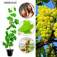 Winogron Solaris wysoka zawartość cukru KRZEW 60-90 cm
