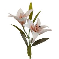 Lilia pojedyncza x2 beżowa