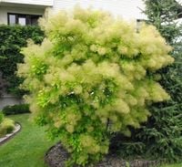 PERUKOWIEC PODOLSKI zielony - sadzonki 70 / 90 cm