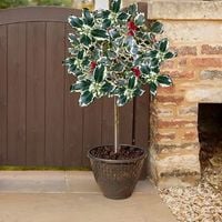 OSTROKRZEW na pniu ARGENTEA MARGINATA 140 CM