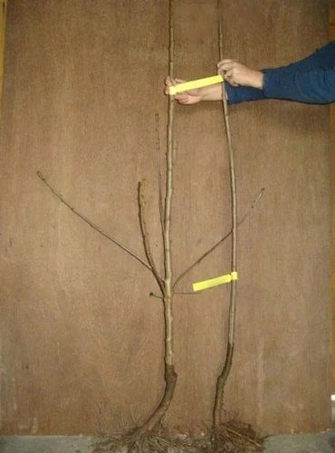 BRZOSKWINIA ROYALVEE wczesna mróz - sadzonki 120 / 140 cm na Arena.pl