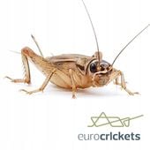 Świerszcze karmowe XL duże19–25mm | 1000 szt | Dla Gadów | 24h Wysyłka