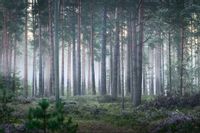 Fototapeta Las we Mgle Zieleń NATURA do Salonu 300x210