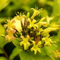 Zadrzewnia nadbrzeżna 'Honeybee' (Diervilla rivularis) Doniczka 2.0L