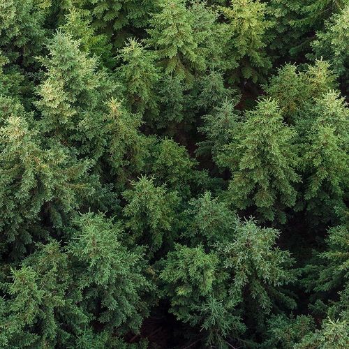 Deco Panel, Las świerkowy 90x60 na Arena.pl