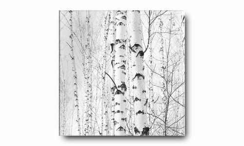 OBRAZ NA PŁÓTNIE 011 Brzozy 60x60cm na Arena.pl