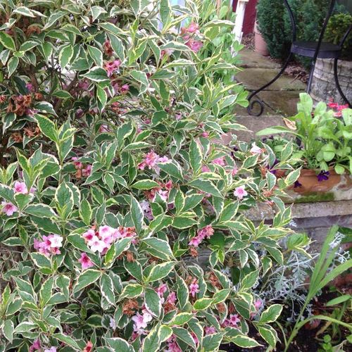 Krzewuszka Nana Variegata C2 E na Arena.pl