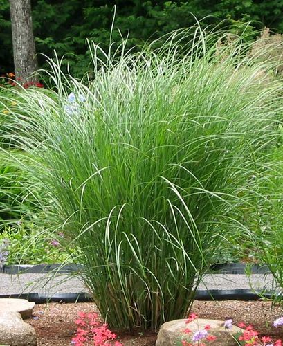 Miskant chiński Sarabande C2 na Arena.pl