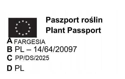 BAMBUS dwukolorowy Formidable - sadzonki 40 / 50 cm na Arena.pl
