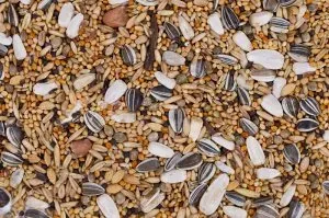 Karma dla papug małych i średnich 1 kg zdjęcie 1