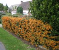 OGNIK SZKARŁATNY Orange Glow - sadzonki w don. !!!