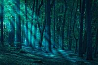 FOTOTAPETA KRAJOBRAZ LAS WIDOK LAS NOCĄ DRZEWA