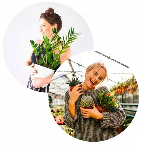 Zamiokulkas Zamiolistny ŻELAZNA ROŚLINA Zamia Ładna Duża Zdrowa na Arena.pl