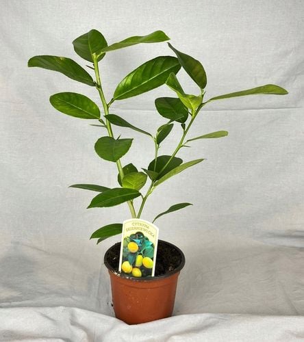 CYTRYNA SKIERNIEWICKA Cytrus na Arena.pl