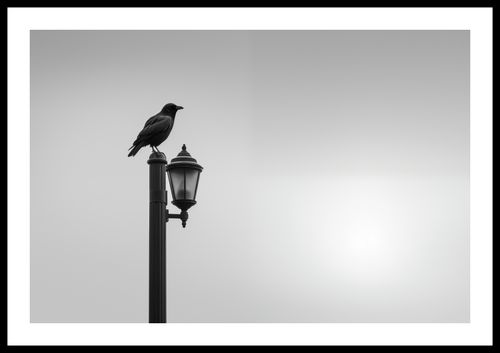 Plakat 60x40cm Samotny Postój Kruka na Arena.pl